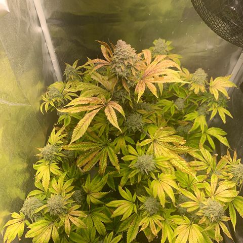 Peyote Wi-Fi growlog timeline photo