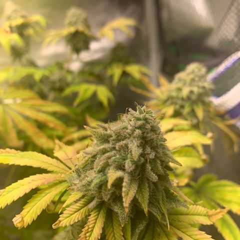 Peyote Wi-Fi growlog timeline photo
