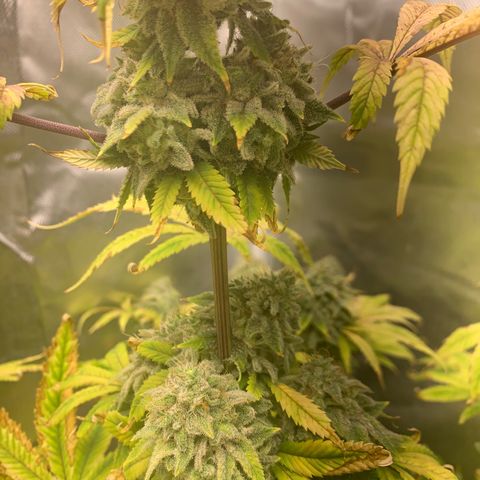Peyote Wi-Fi growlog timeline photo