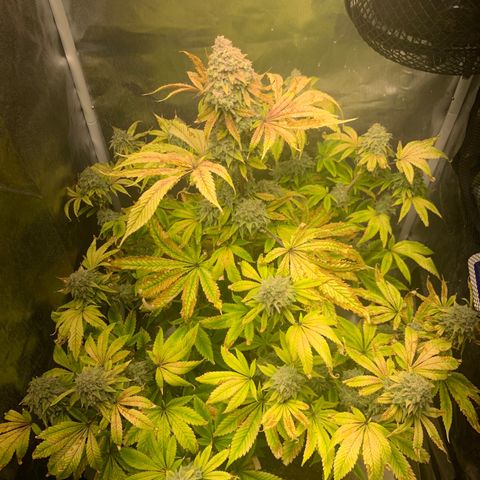 Peyote Wi-Fi growlog timeline photo