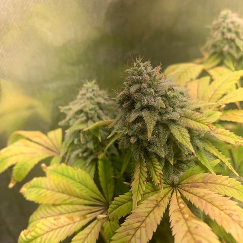 Peyote Wi-Fi growlog timeline photo