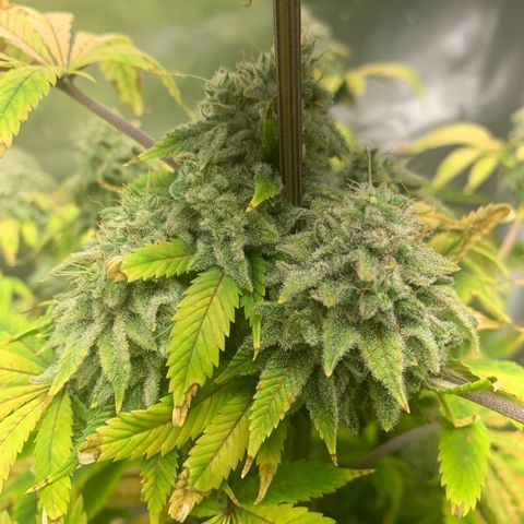 Peyote Wi-Fi growlog timeline photo