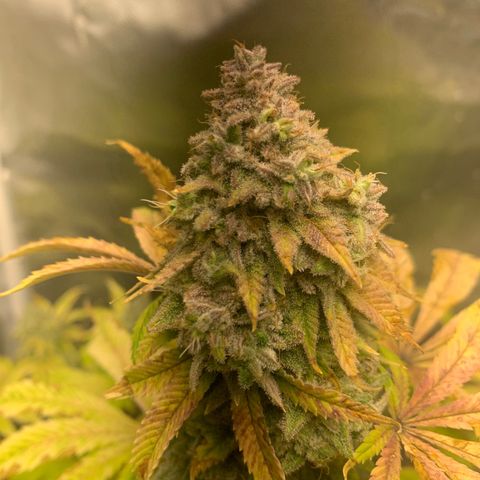 Peyote Wi-Fi growlog timeline photo
