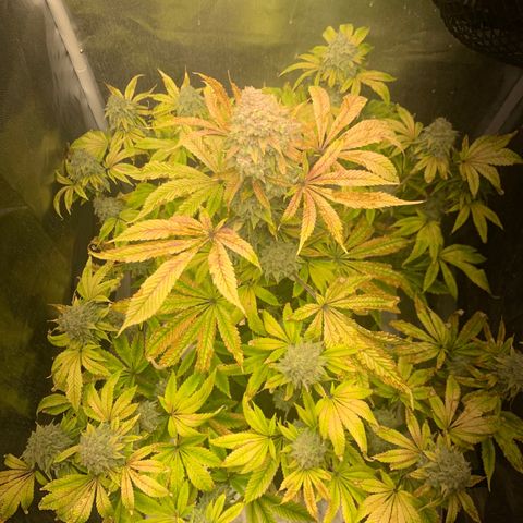 Peyote Wi-Fi growlog timeline photo