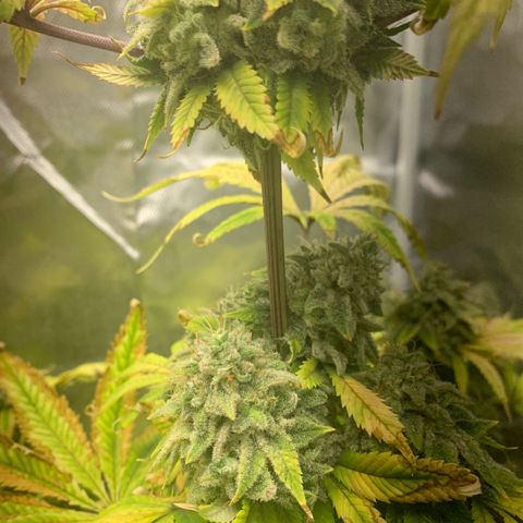 Peyote Wi-Fi growlog timeline photo