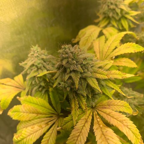 Peyote Wi-Fi growlog timeline photo