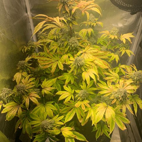 Peyote Wi-Fi growlog timeline photo