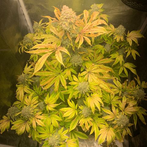 Peyote Wi-Fi growlog timeline photo
