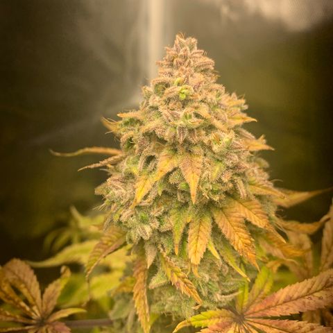 Peyote Wi-Fi growlog timeline photo
