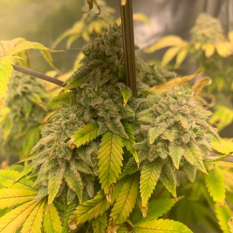 Peyote Wi-Fi growlog timeline photo