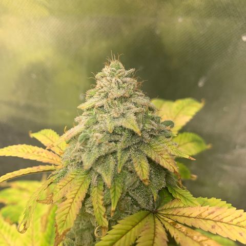 Peyote Wi-Fi growlog timeline photo