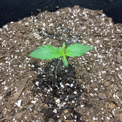 Blue Dream growlog timeline photo