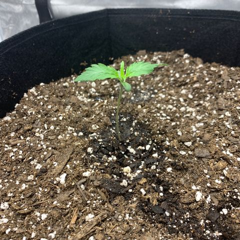Blue Dream growlog timeline photo