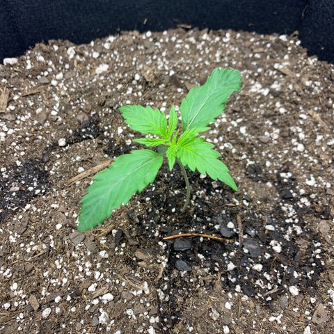 Blue Dream growlog timeline photo