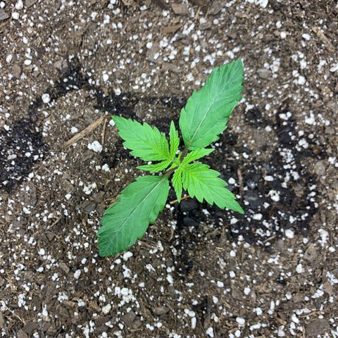 Blue Dream growlog timeline photo