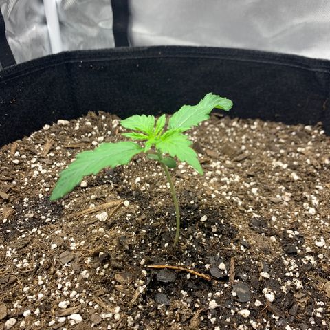 Blue Dream growlog timeline photo