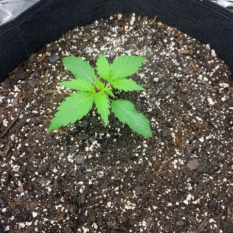 Blue Dream growlog timeline photo
