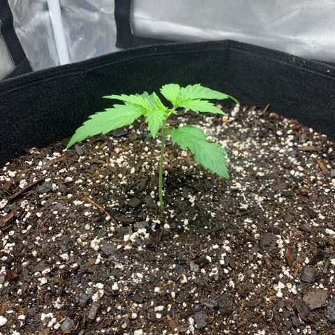Blue Dream growlog timeline photo