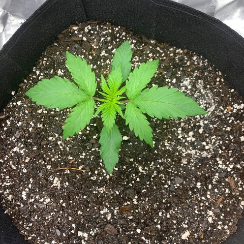 Blue Dream growlog timeline photo