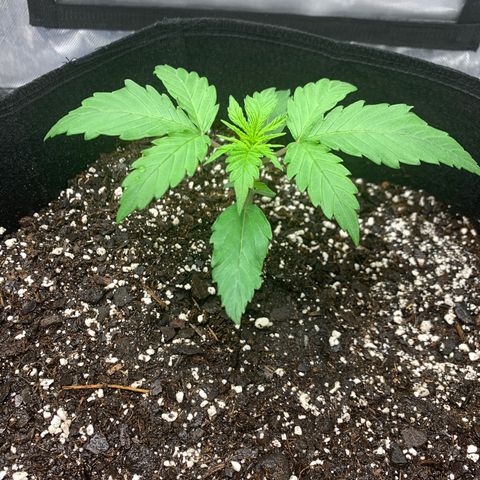 Blue Dream growlog timeline photo