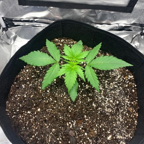 Blue Dream growlog timeline photo