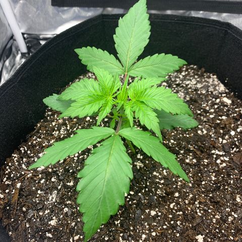 Blue Dream growlog timeline photo