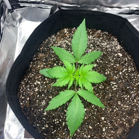 Blue Dream growlog timeline photo