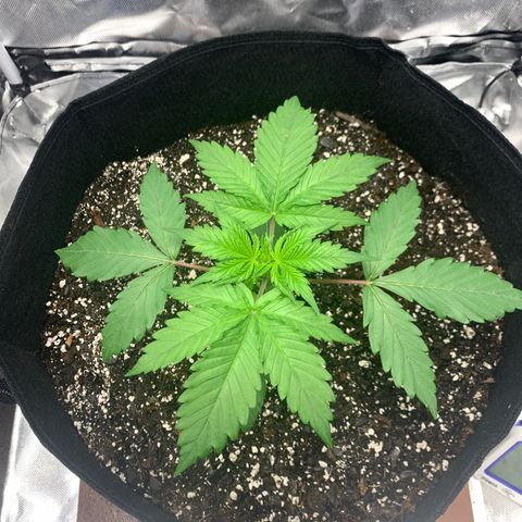 Blue Dream growlog timeline photo