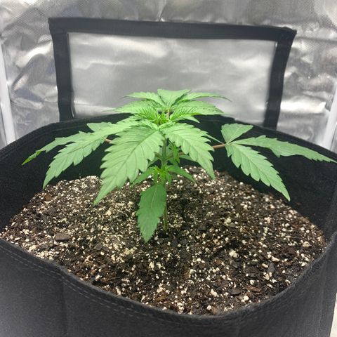 Blue Dream growlog timeline photo