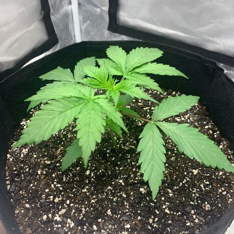 Blue Dream growlog timeline photo
