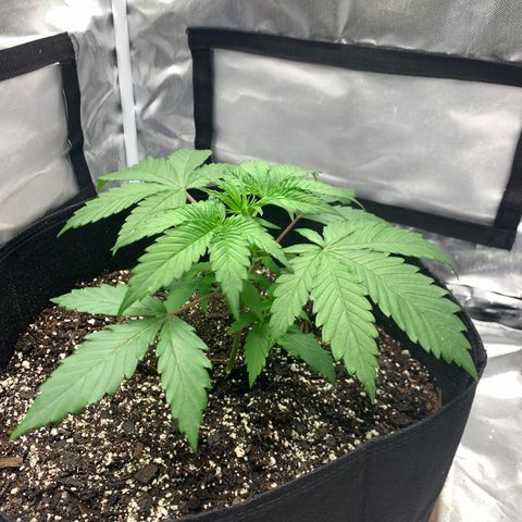 Blue Dream growlog timeline photo