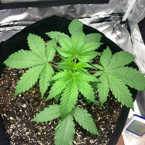 Blue Dream growlog timeline photo