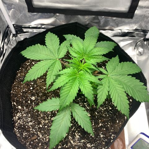 Blue Dream growlog timeline photo