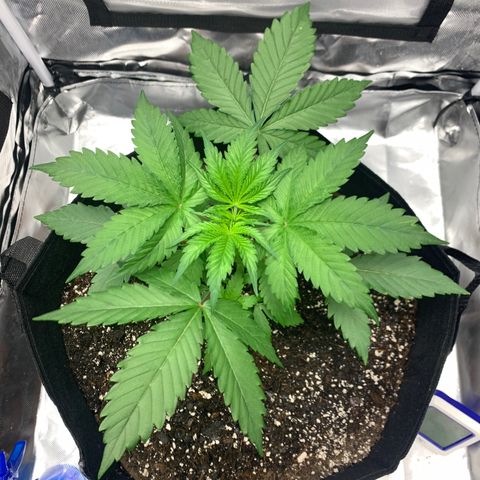 Blue Dream growlog timeline photo