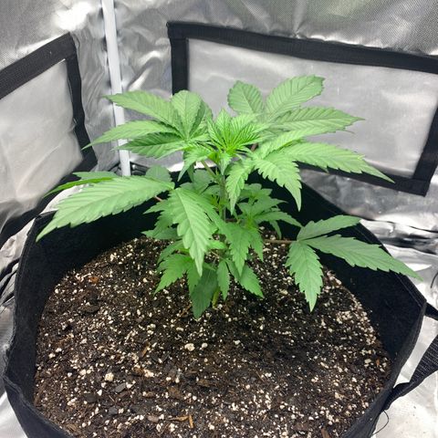 Blue Dream growlog timeline photo