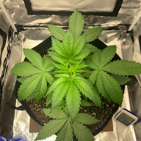 Blue Dream growlog timeline photo