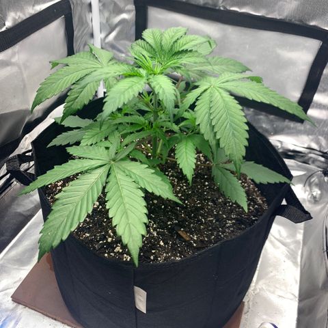 Blue Dream growlog timeline photo