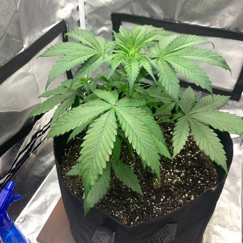 Blue Dream growlog timeline photo