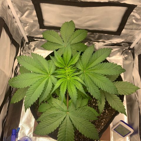 Blue Dream growlog timeline photo