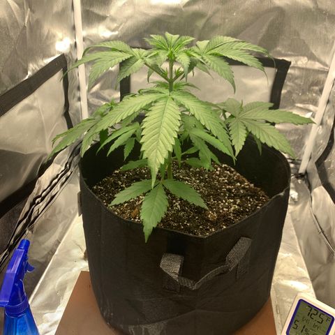 Blue Dream growlog timeline photo