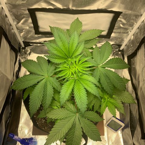 Blue Dream growlog timeline photo