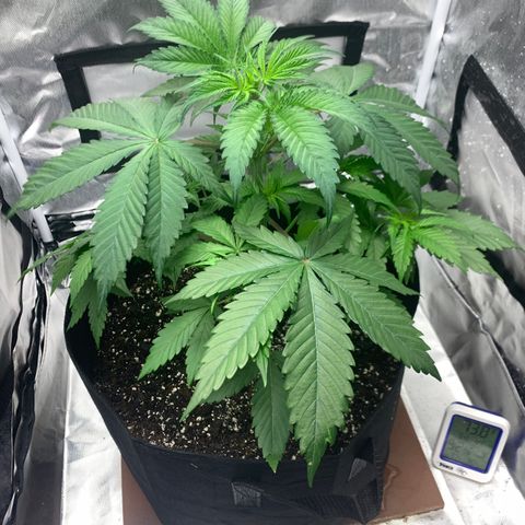 Blue Dream growlog timeline photo