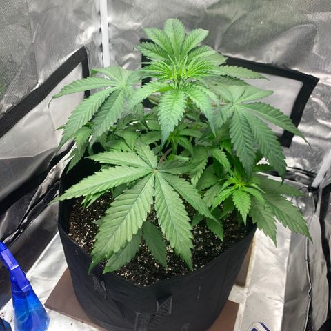 Blue Dream growlog timeline photo