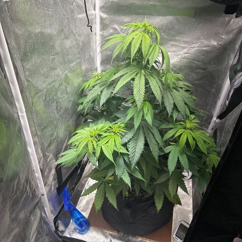 Blue Dream growlog timeline photo
