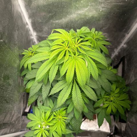 Blue Dream growlog timeline photo