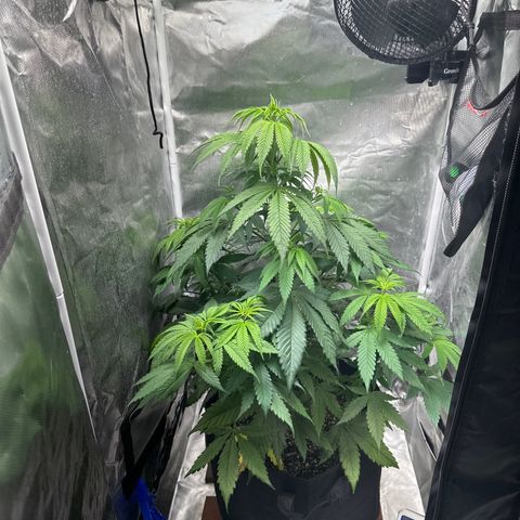 Blue Dream growlog timeline photo