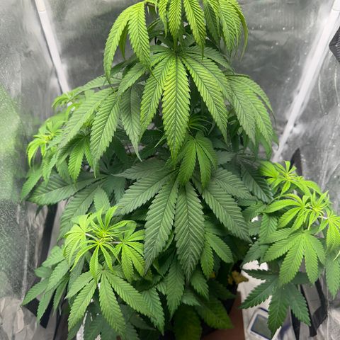 Blue Dream growlog timeline photo