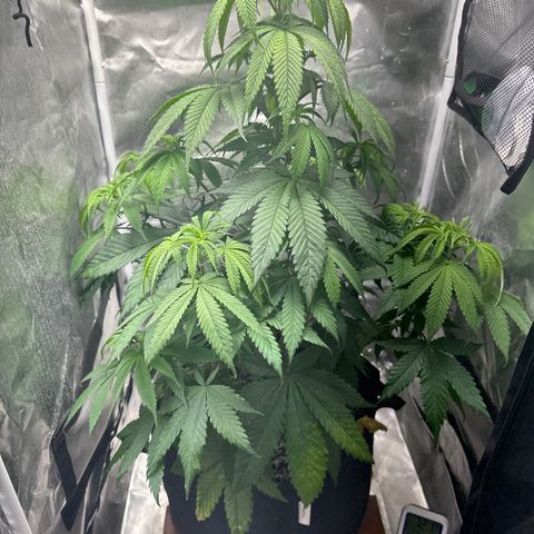 Blue Dream growlog timeline photo