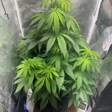 Blue Dream growlog timeline photo