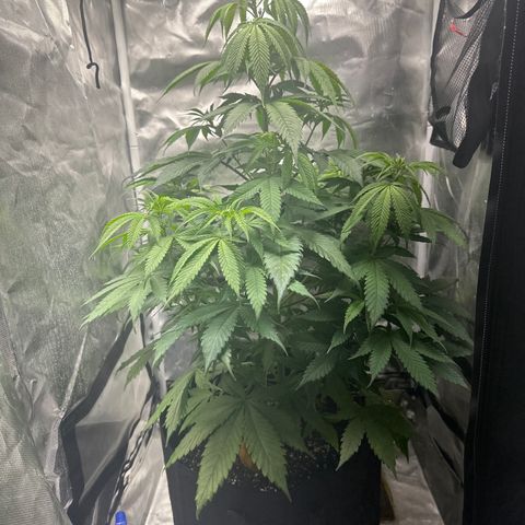 Blue Dream growlog timeline photo